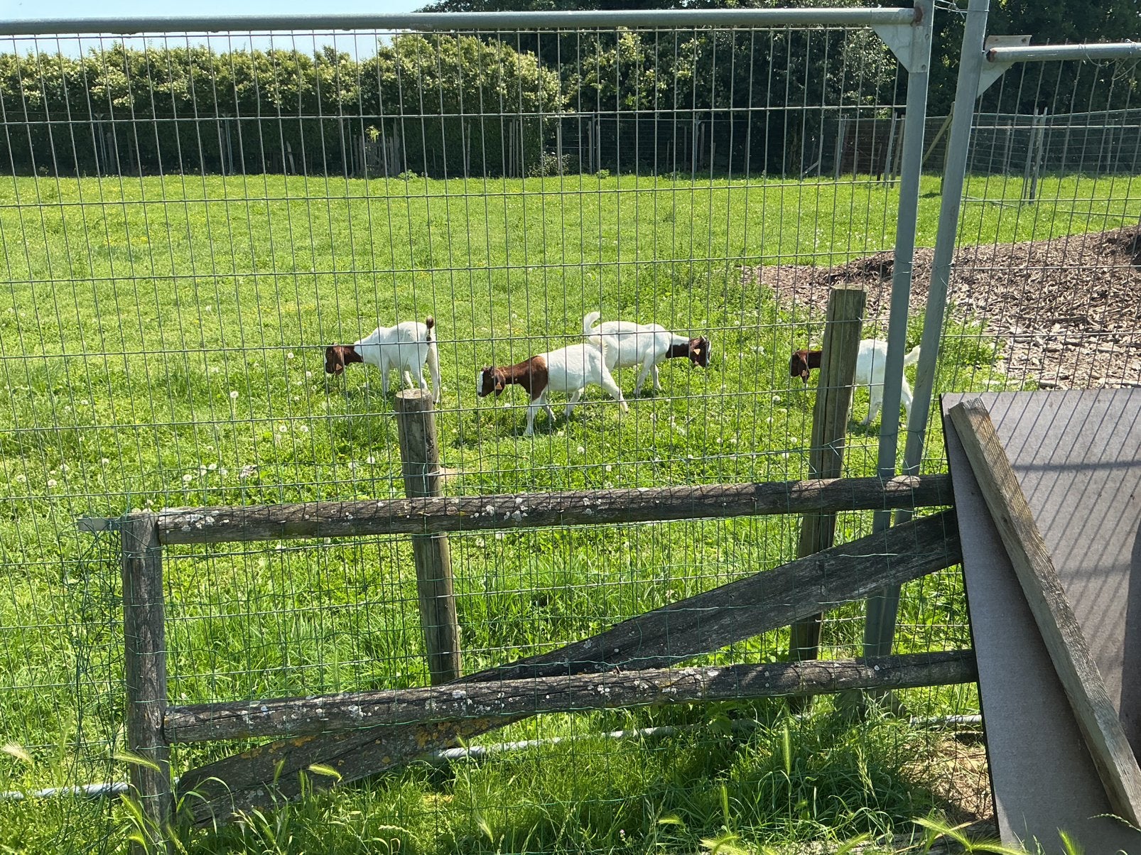 4 boerengeiten, Dieren en Toebehoren, Schapen, Geiten en Varkens, Meerdere dieren, Geit, 0 tot 2 jaar