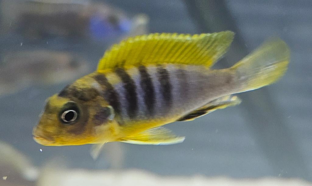 Labidochromis hongi, Poisson, Poisson d'eau douce