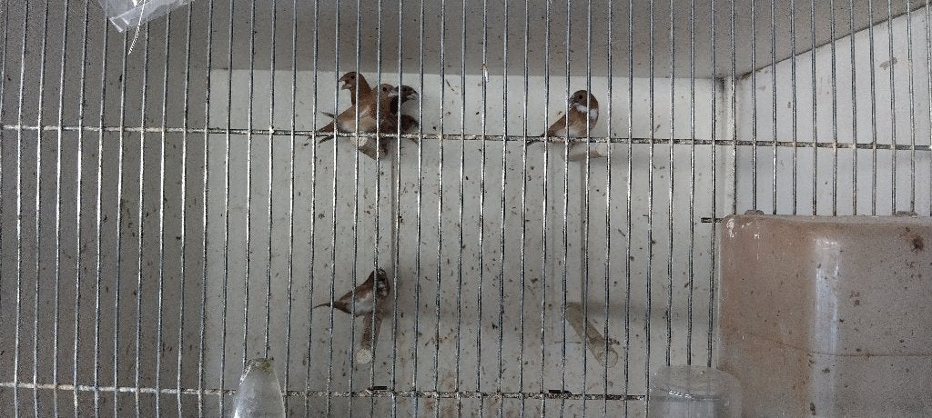 Japanse meeuwtjes, Meerdere dieren, Geringd