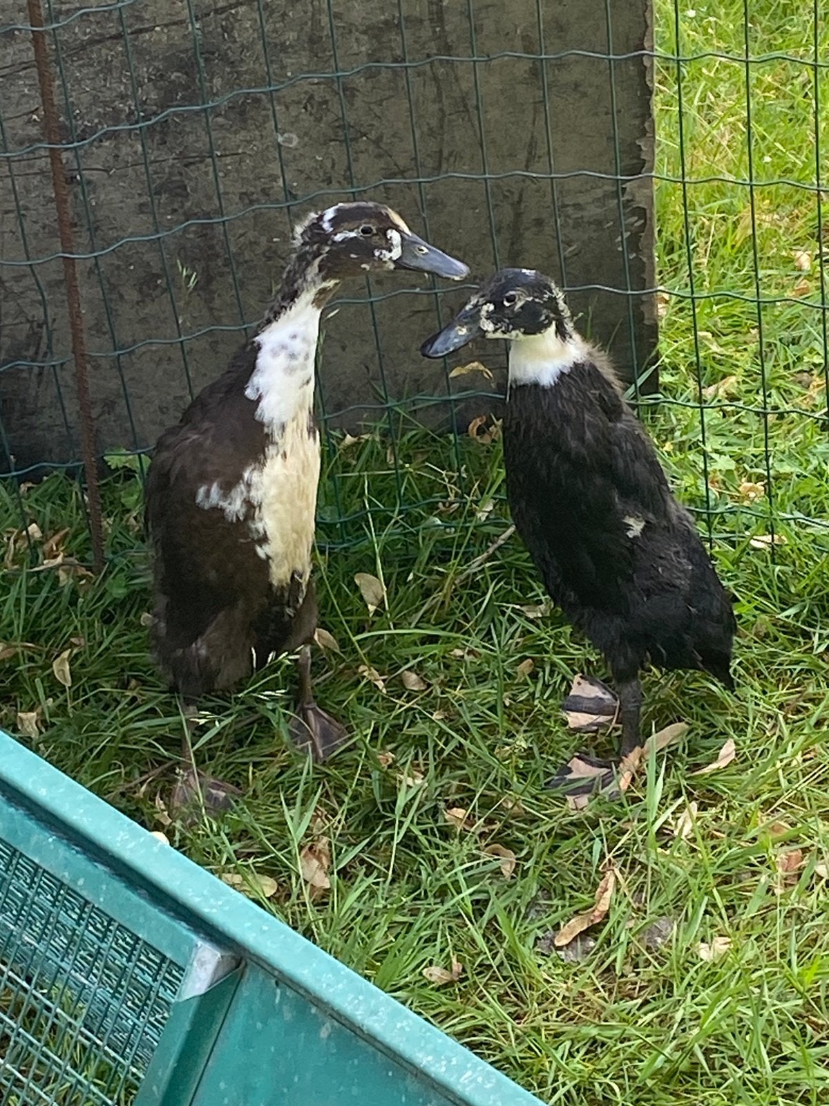 2 jonge loopeenden, Dieren en Toebehoren, Pluimvee, Geslacht onbekend, Eend