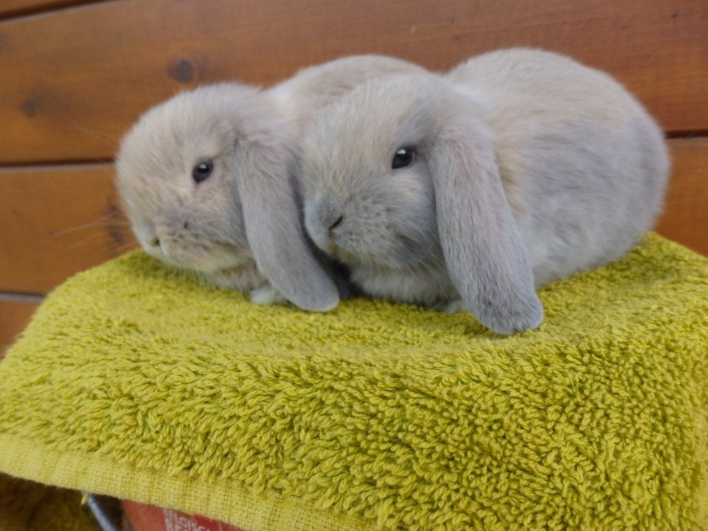 nhd, koppeltje., Dieren en Toebehoren, Konijnen, Dwerg, Meerdere dieren, 0 tot 2 jaar, Hangoor