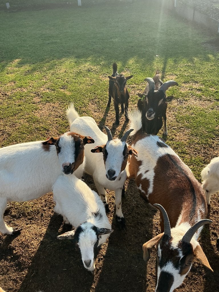 Dwerggeitjes, Dieren en Toebehoren