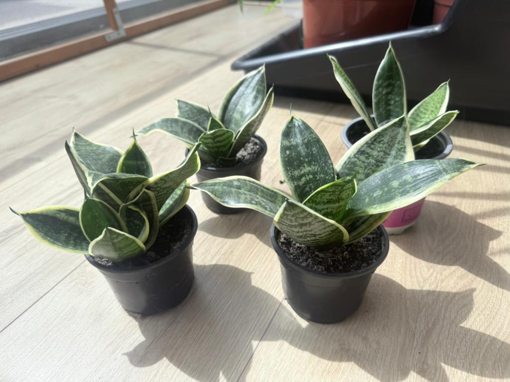 Sanseveria (vrouwentongen), Huis en Inrichting, Kamerplanten, Ophalen, Vetplant