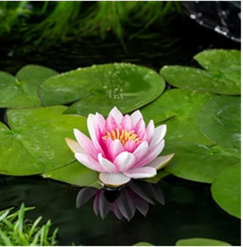 Roze waterlelies, Tuin en Terras, Ophalen