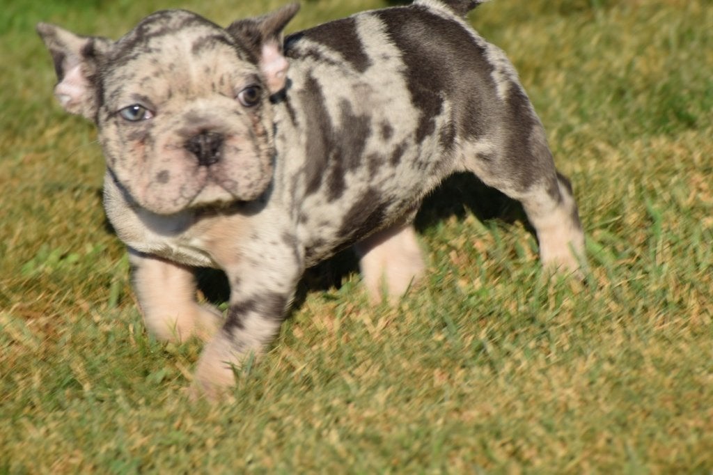 Nouveau nid pour chiots bouledogue français, 15 semaines à 1 an, Plusieurs animaux, Éleveur | Professionnel, Bouledogue