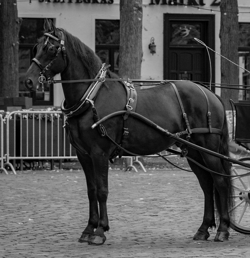 Gezelschapspaard, Dieren en Toebehoren, Paarden, Met stamboom, Ruin, Niet van toepassing, 7 tot 10 jaar