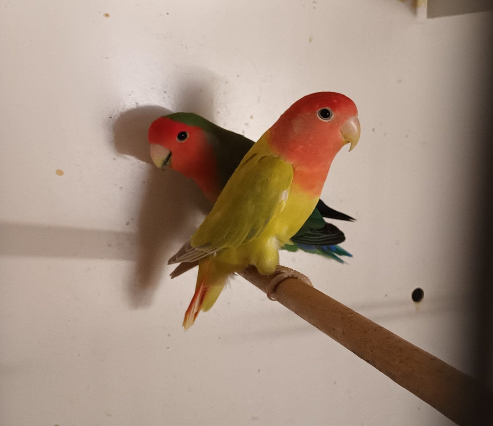 2 mooie jonge Koppels te koop, Dwergpapegaai of Agapornis, Geringd