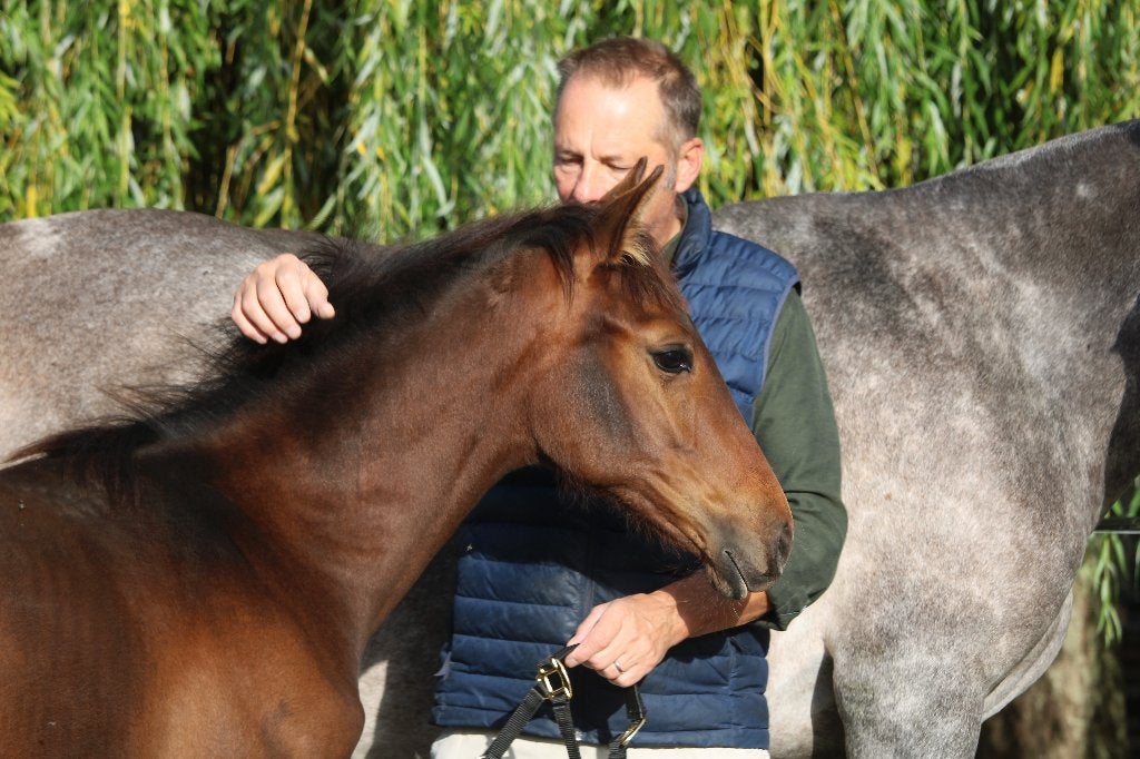 Prachtig, top bewegend Pura Raza Española merrieveulen, Dieren en Toebehoren, Merrie, Met stamboom, Niet van toepassing, Dressuurpaard