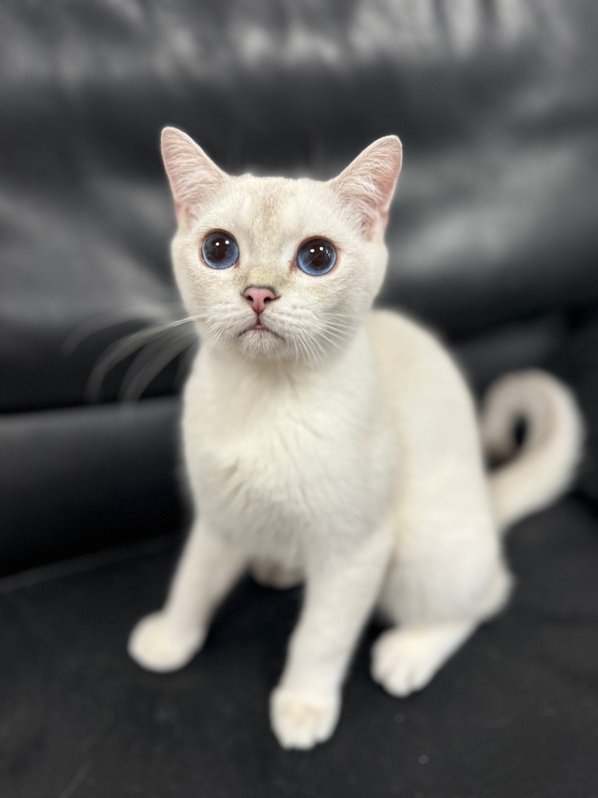 kittens Britse korthaar, Dieren en Toebehoren, Katten en Kittens | Raskatten | Korthaar, Kater, Gechipt, 0 tot 2 jaar