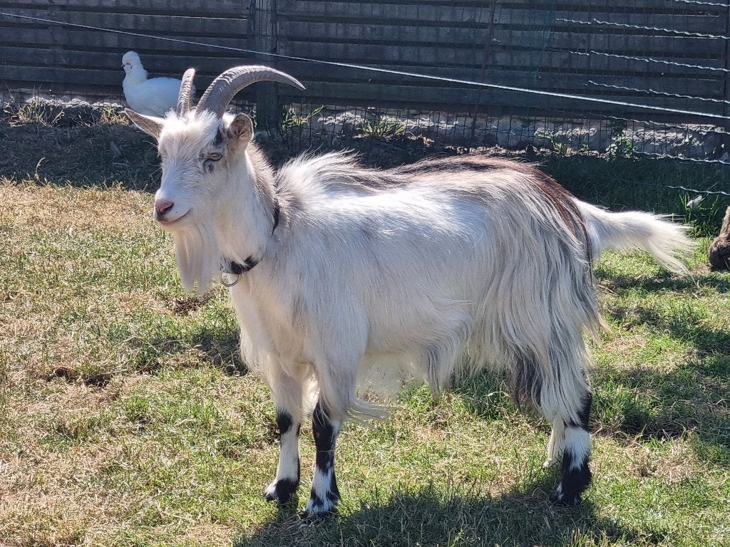 Prachtige mooie witte Hollandse landgeit van 2 jaar oud, Femelle, Chèvre, 0 à 2 ans