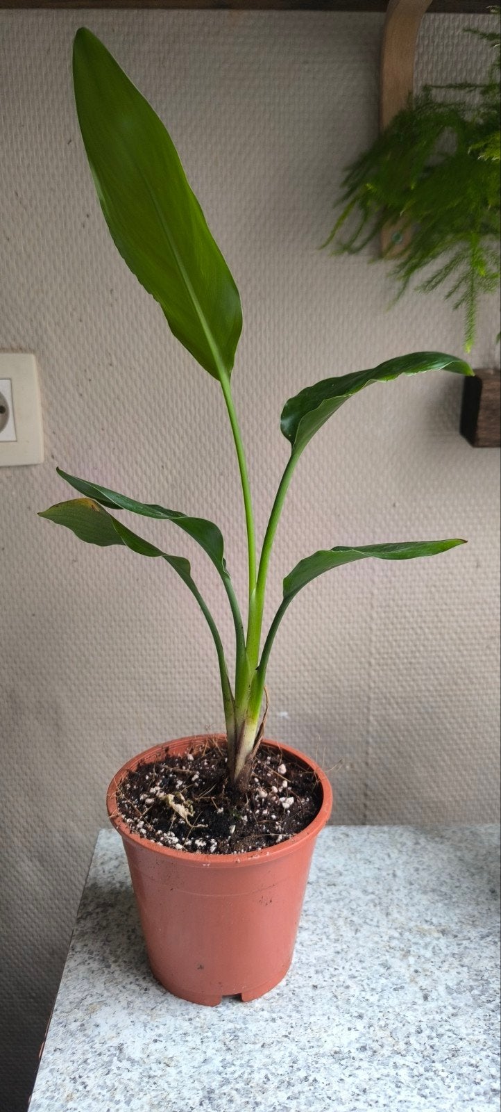 Strelitzia — oiseau de paradis, Enlèvement