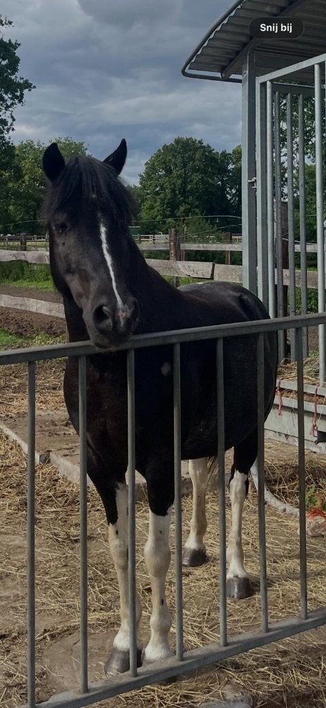 mooie pinto pony te koop, Dieren en Toebehoren, Ruin, Niet van toepassing, B pony (1.17m tot 1.27m), 11 jaar of ouder