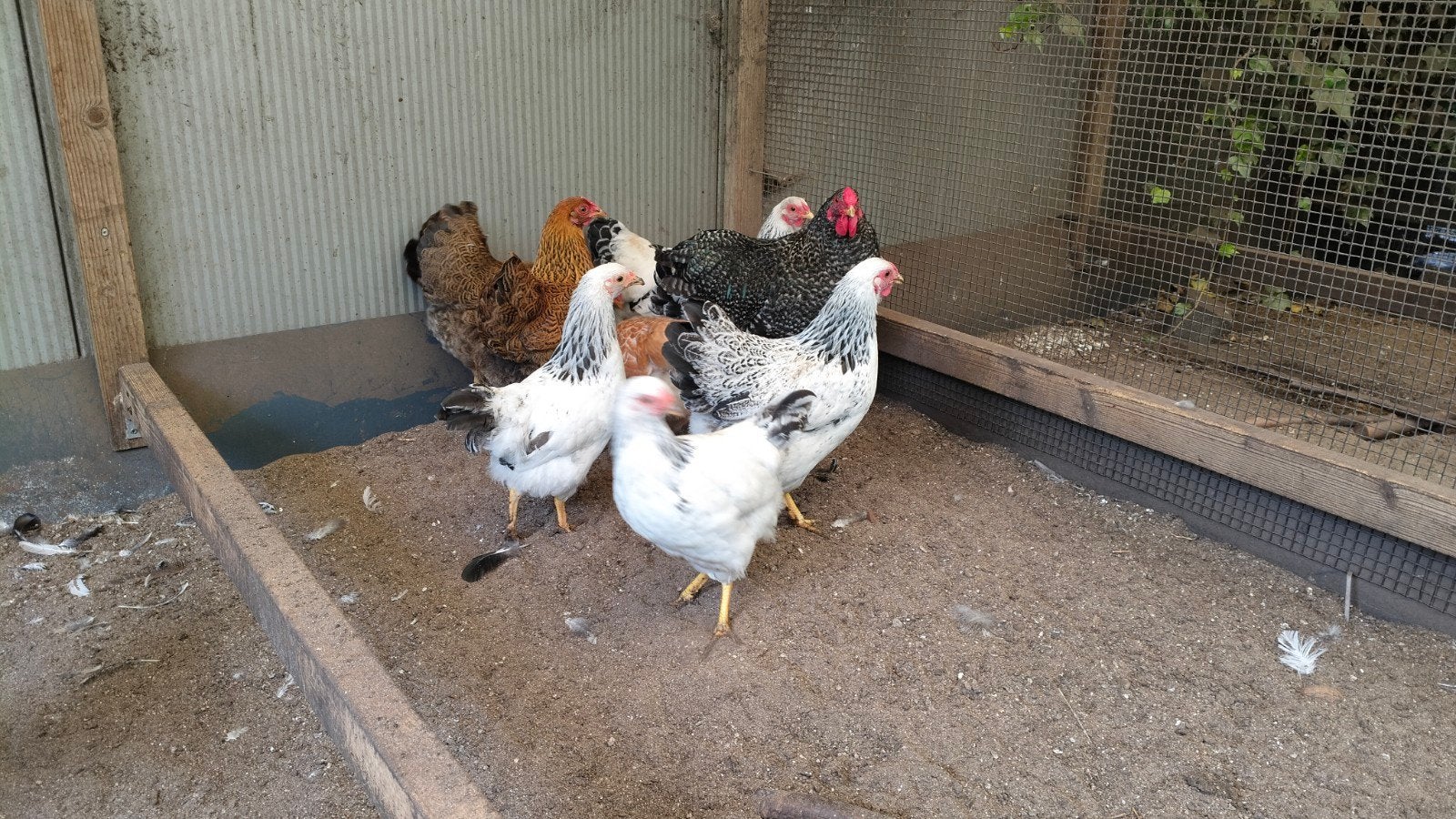 wyandotte krielen, Dieren en Toebehoren