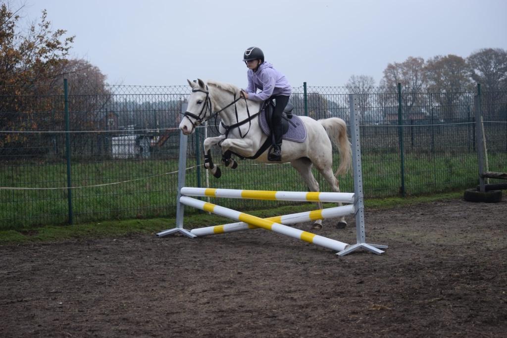 Poney à vendre, B, Vermifugé, Poney D (1.37 m à 1.48m), Poney de saut