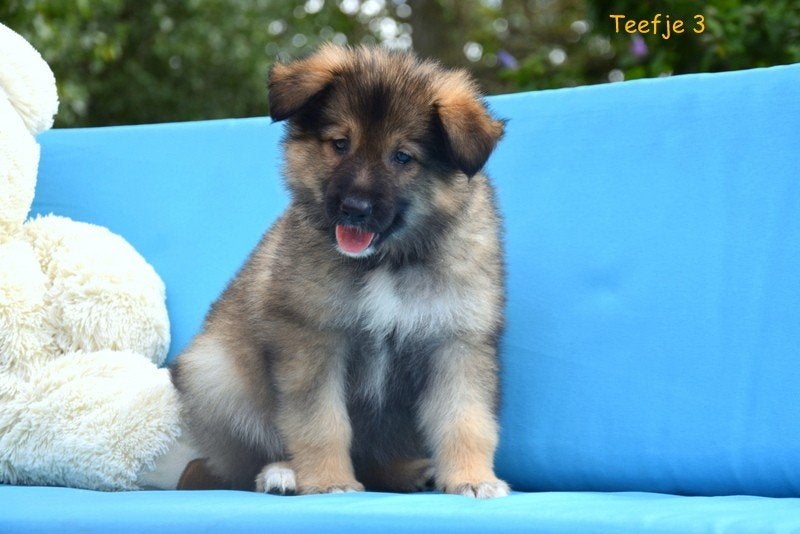 Prachtige kruising Herder pups, Maladie de Carré (chiens), Plusieurs, Belgique, Plusieurs animaux