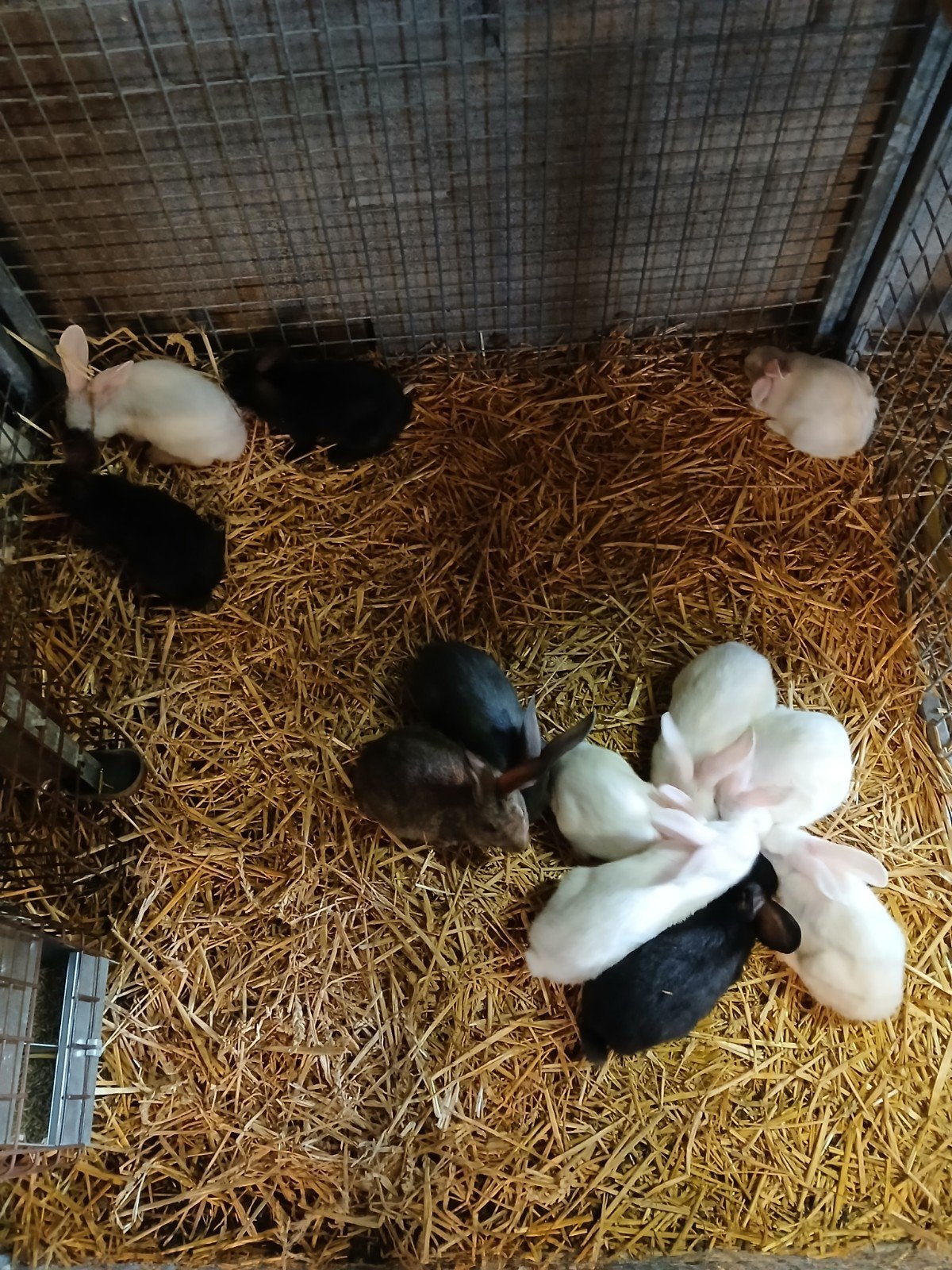12 vleeskonijnen