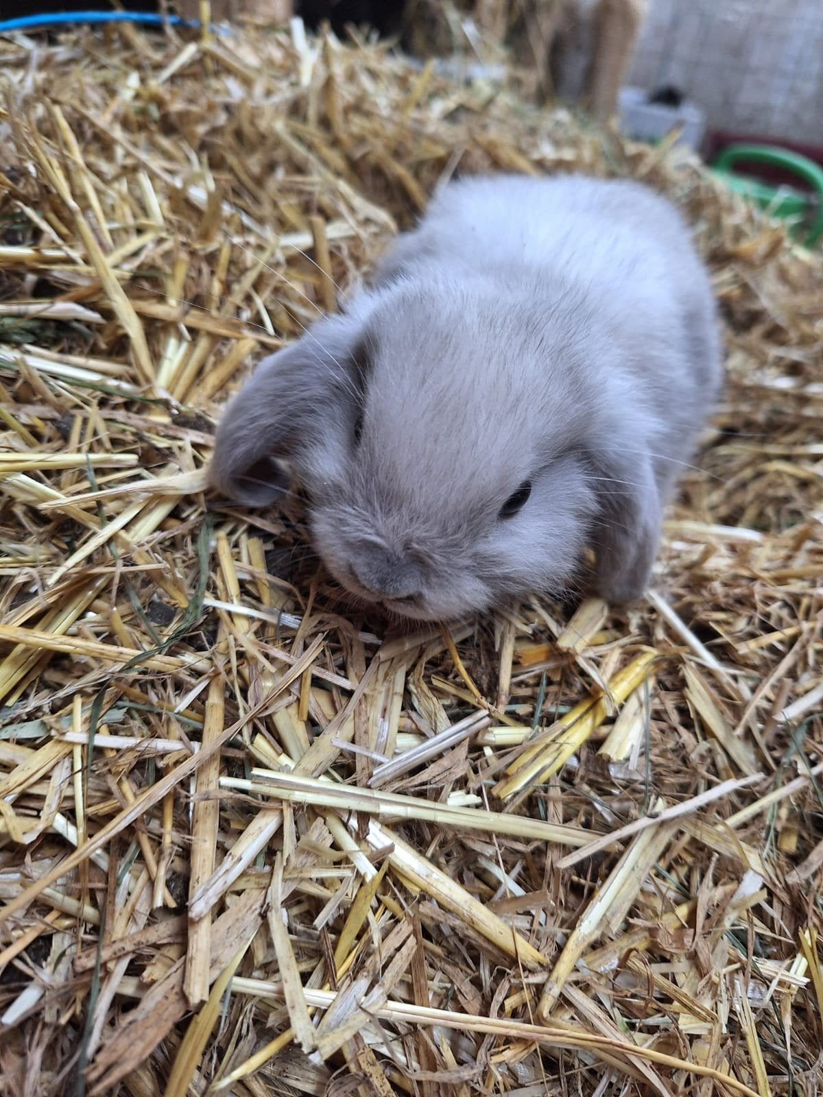 Nhd konijnen, Plusieurs animaux, Petit, Oreilles tombantes, 0 à 2 ans