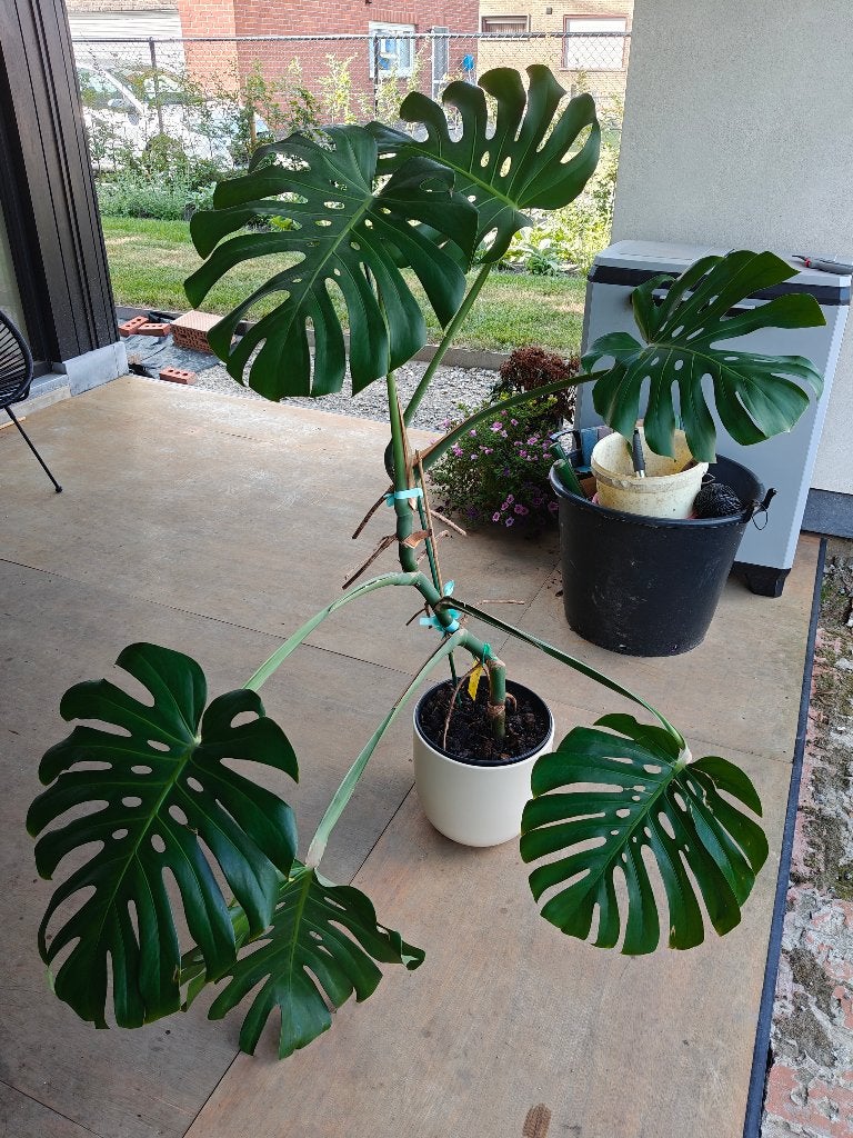 Kamerplant Monstera te koop, Ophalen, 100 tot 150 cm, Overige soorten, Halfschaduw