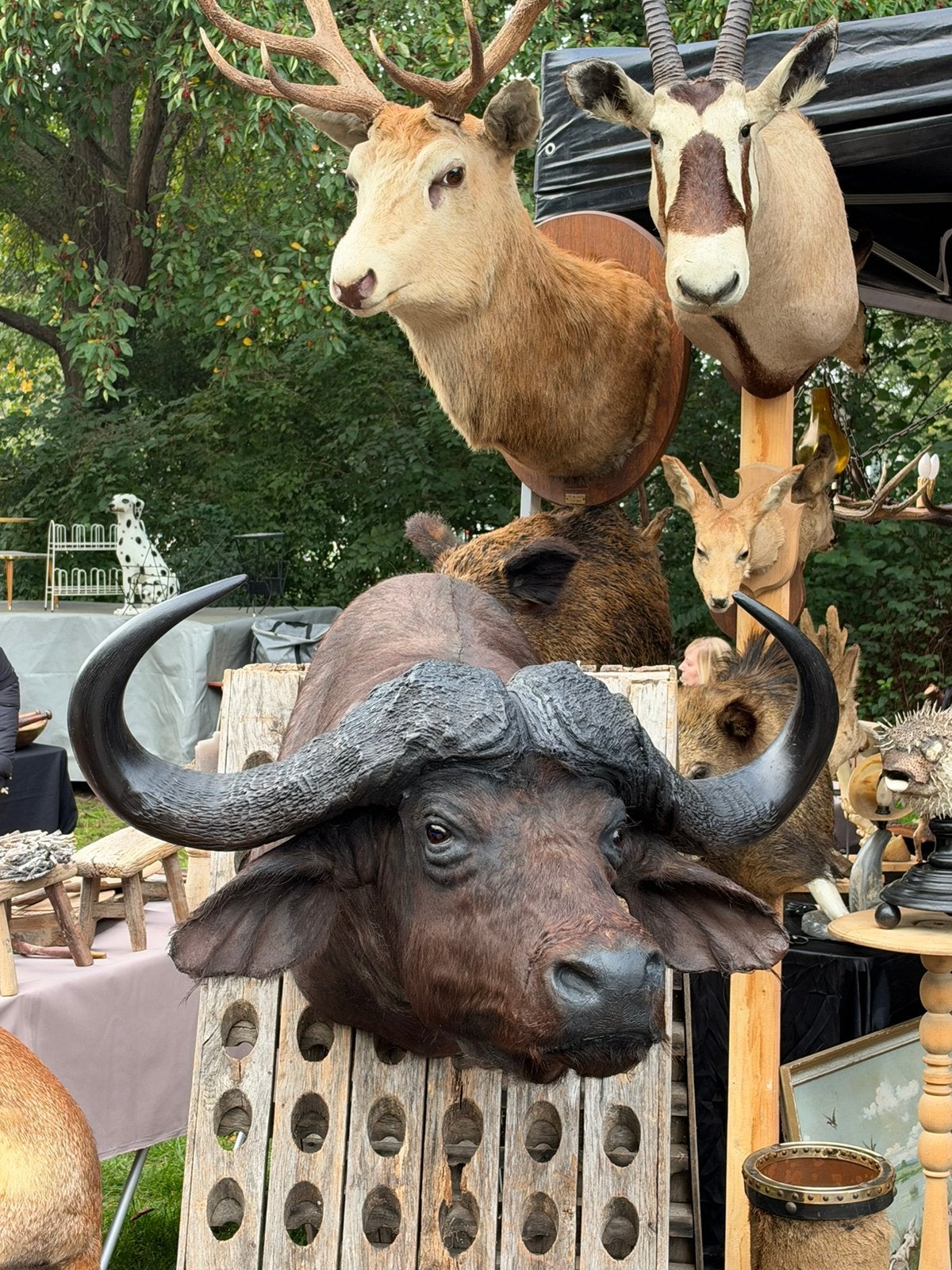 Buffel kop opgezette, Ophalen