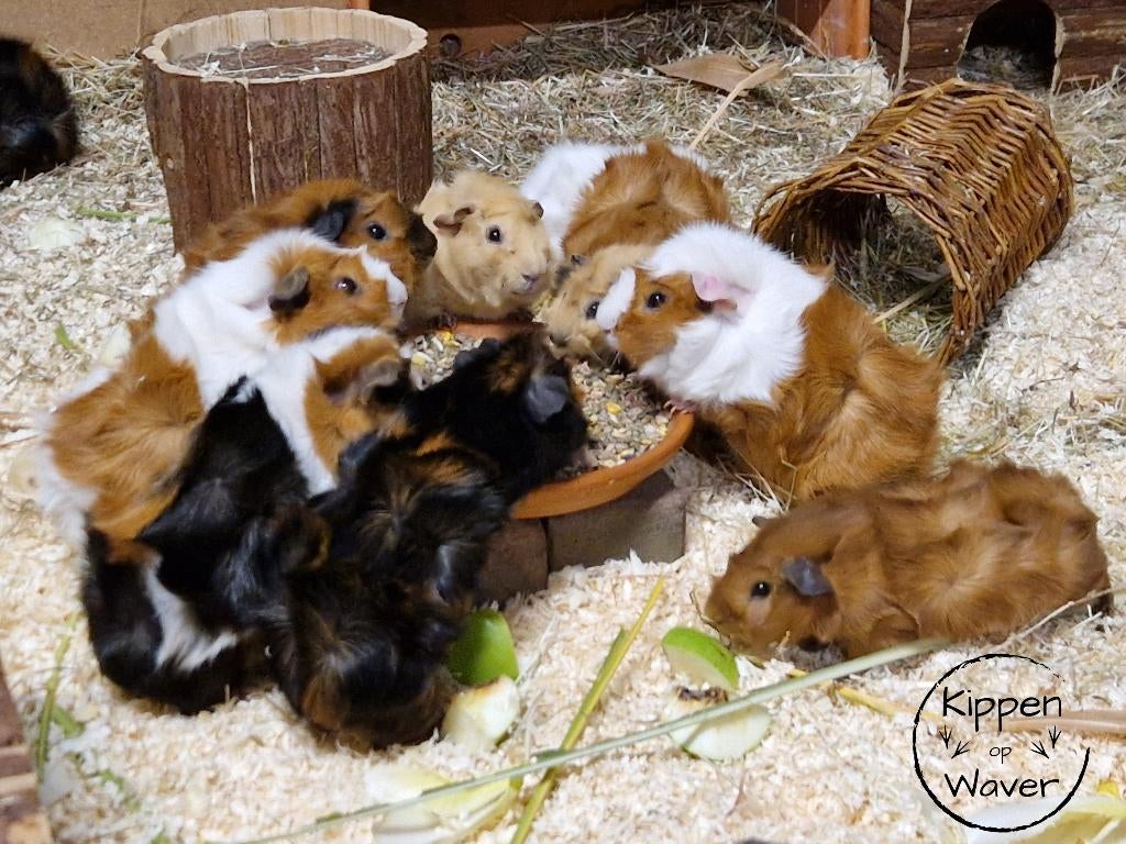 Raszuivere borstelharige cavia’s – met zorg gefokt, Janvier, Plusieurs animaux, Cobaye