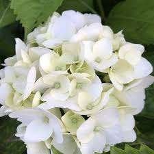 Hydrangea Soeur Therese, Ophalen, Halfschaduw