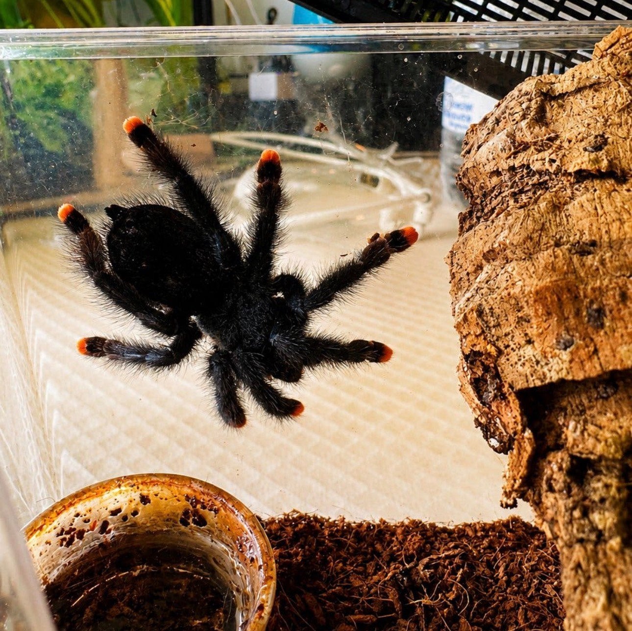Avicularia avicularia (Tarentule à orteils roses), Animaux & Accessoires