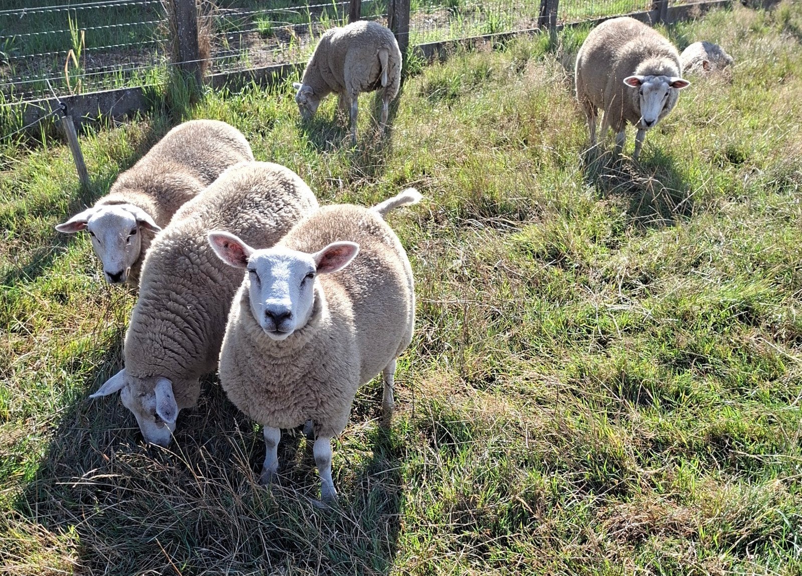schapen