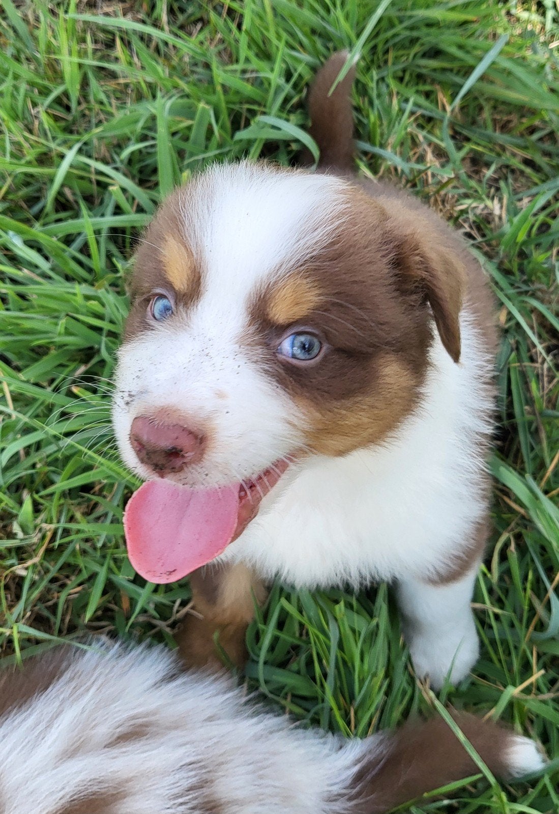 Australische herder pup / Australian Shepherd / Aussi pup, Dieren en Toebehoren, België, Reu, CDV (hondenziekte), 8 tot 15 weken