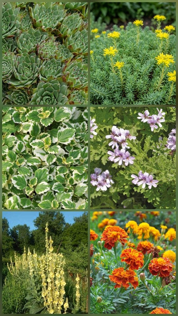 Plantes de jardin /tagètes/joubarde/citronnelle/sedum/..., Jardin & Terrasse, Enlèvement