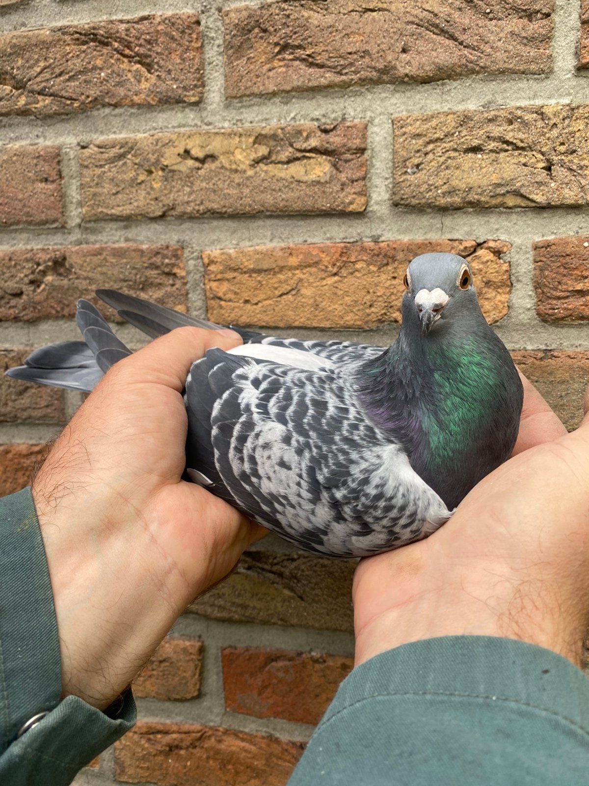 Doffer 2026 Arjan Beens, Dieren en Toebehoren, Mannelijk, Postduif