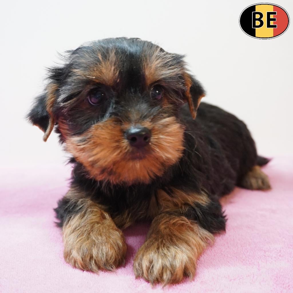 Yorkshire Terriër teefjes - Belgische pups te koop, België, Handelaar, 8 tot 15 weken, Teef