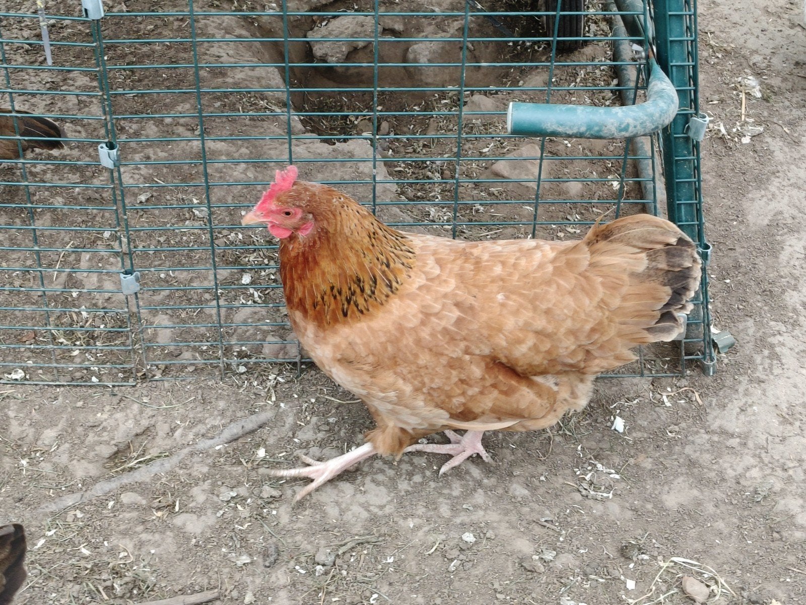 Twee hennen, Dieren en Toebehoren, Pluimvee