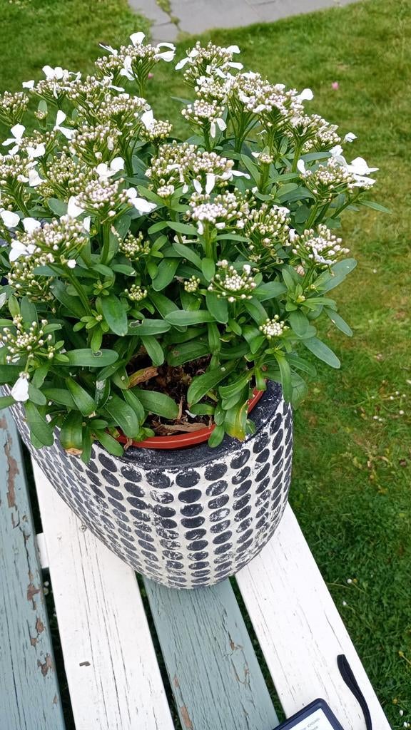 Vase de jardin en pierre epais gauffre  | DG Belgium, Jardin & Terrasse, Enlèvement