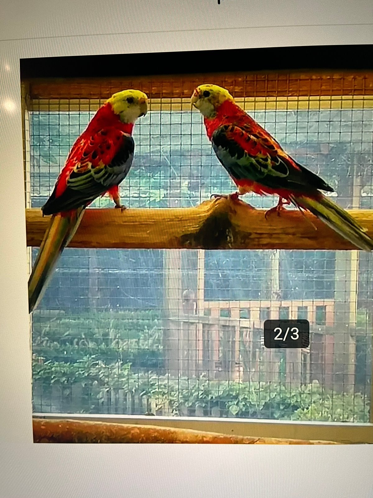 Gevraagd opaline bleekkop Rosella 0-1