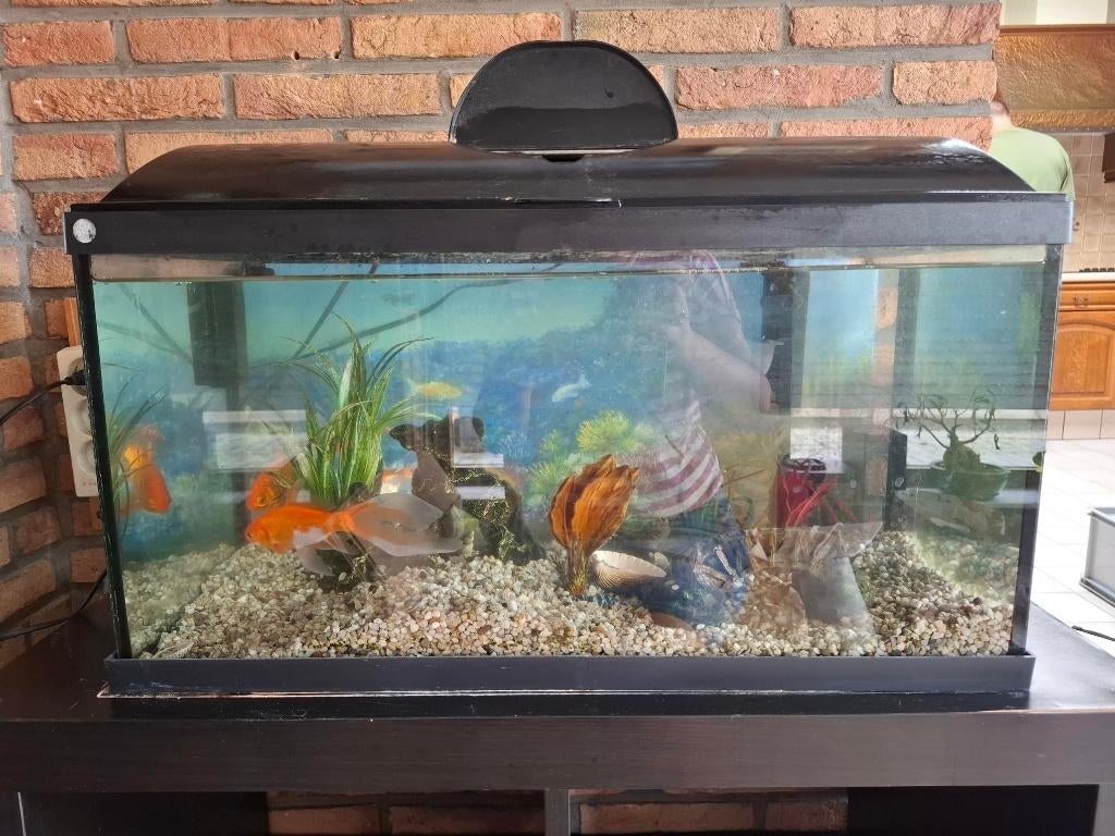 Aquarium, Ophalen, Inclusief toebehoren, Gebruikt, Leeg aquarium