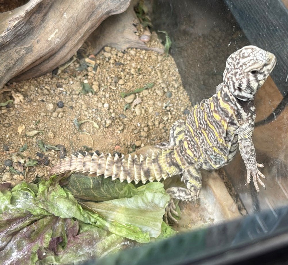 Uromastyx ornata, Lézard, 0 à 2 ans