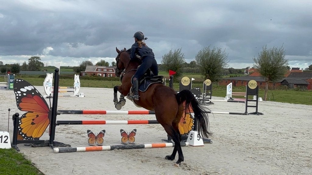Springpaard, Dieren en Toebehoren, Met stamboom, Springpaard, Zadelmak, Meerdere dieren