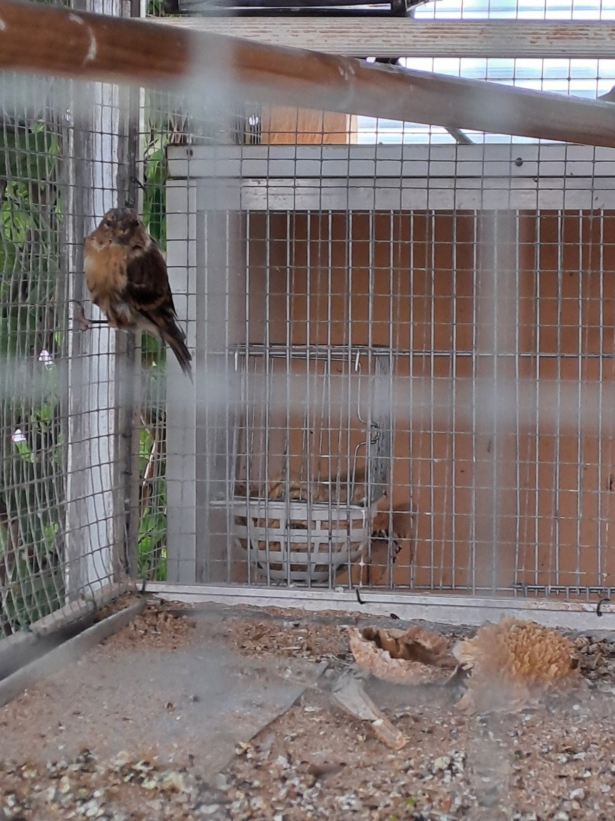 barmsijs, Animaux & Accessoires, Oiseaux | Oiseaux Autre