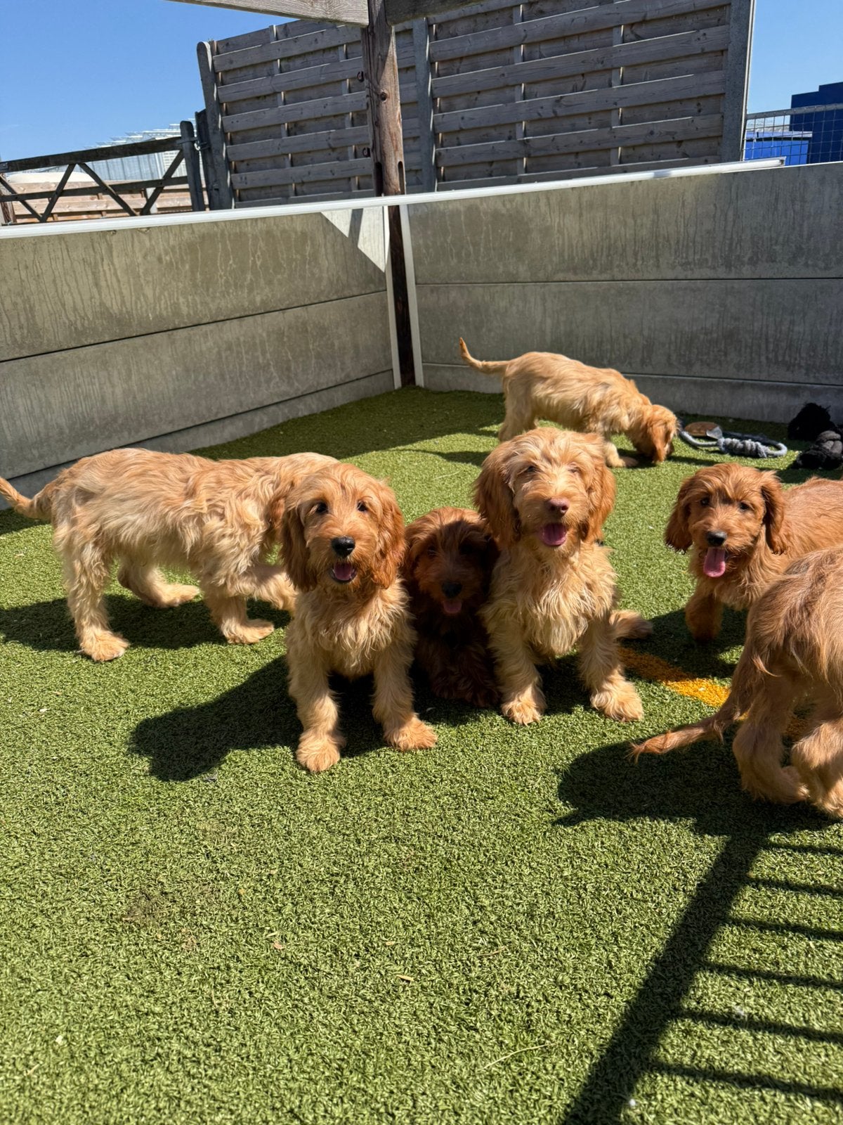 Mooie cockapoo pups, 15 semaines à 1 an, Chien (mâle), Maladie de Carré (chiens), Autres races