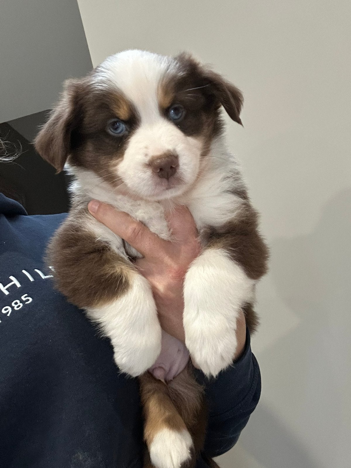 Red tricolor Mini aussies, Animaux & Accessoires, Chien (mâle), Maladie de Carré (chiens), Plusieurs, Belgique