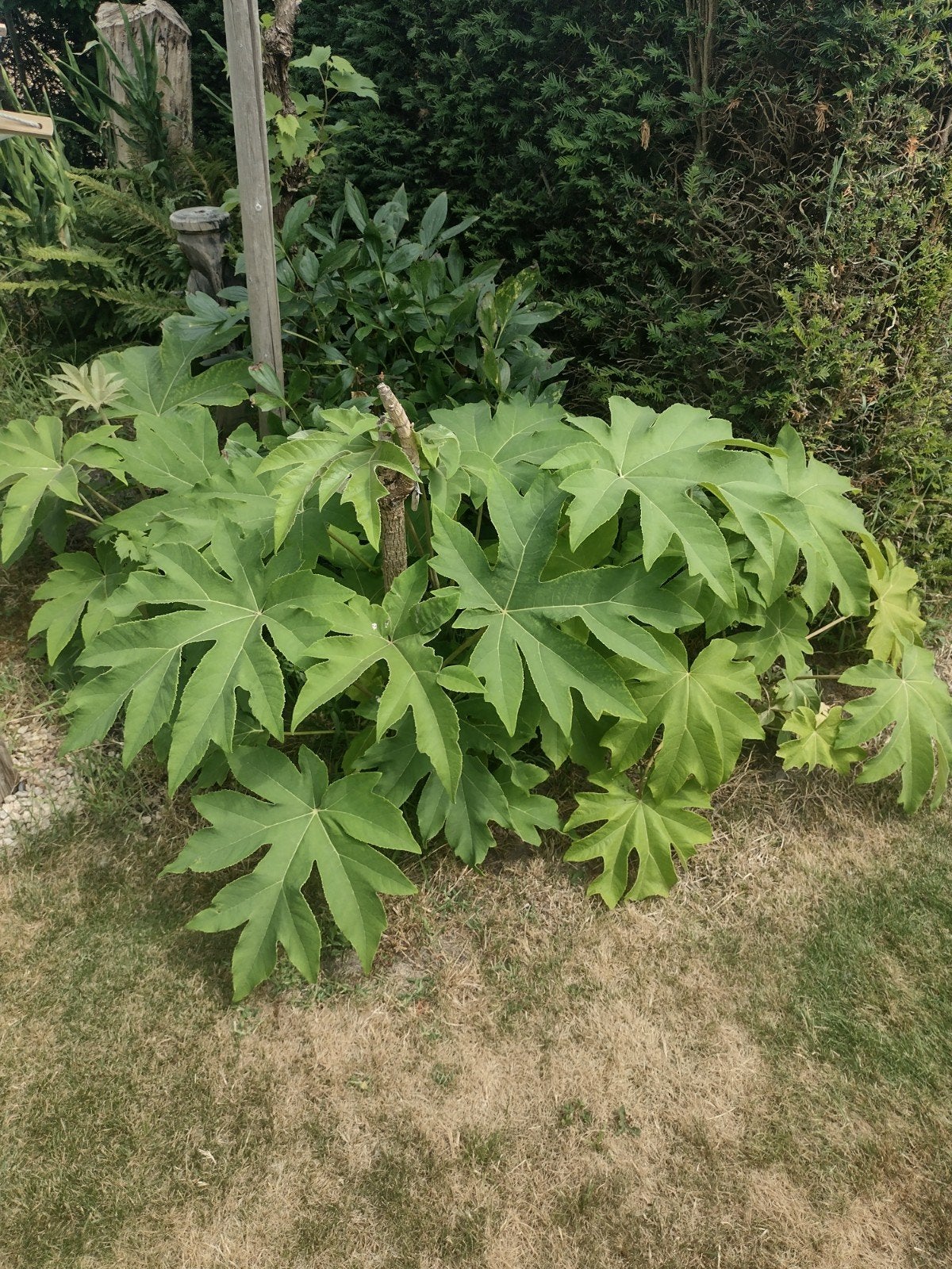 chinese papierplant, Tuin en Terras, Ophalen