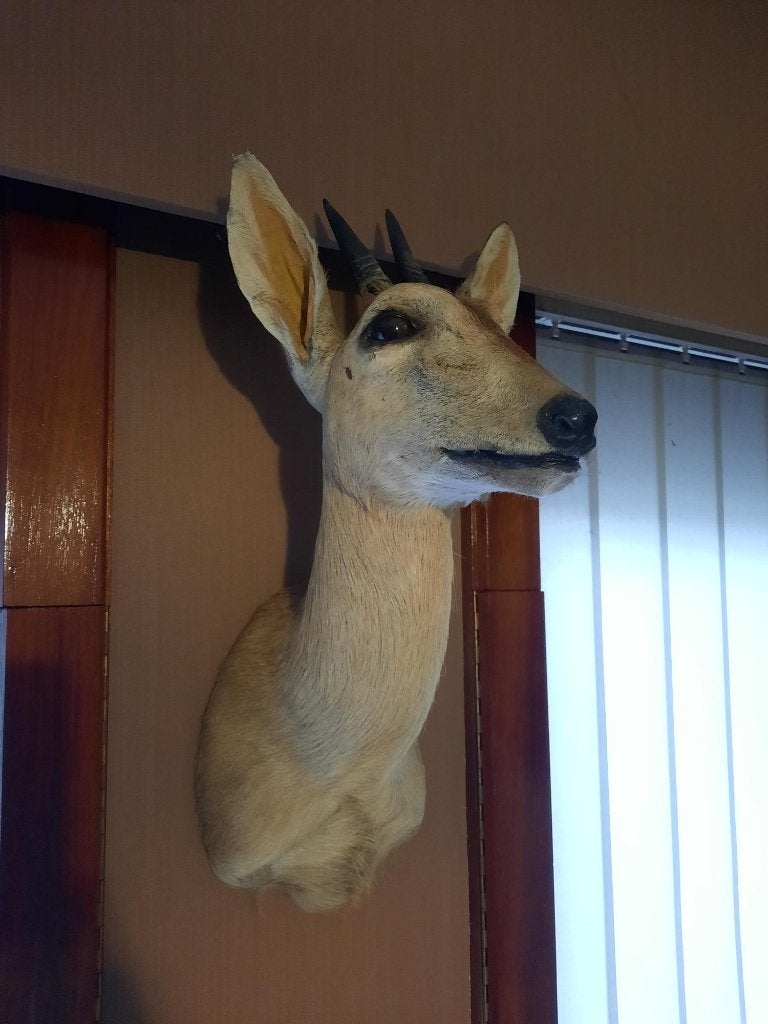 taxidermie: hertekop, Verzamelen, Dierenverzamelingen, Ophalen
