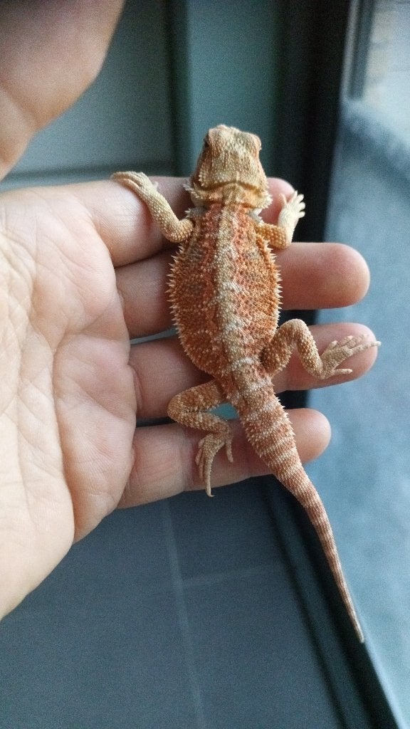 2 magnifiques dragons barbus oranges, Animaux & Accessoires, Reptiles & Amphibiens, Lézard, Domestique, 0 à 2 ans