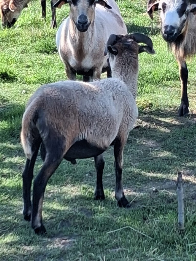schaap ram groot en klein, Mannelijk, Schaap, 0 tot 2 jaar