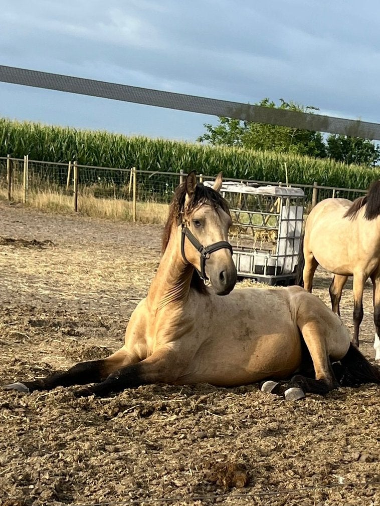 Knappe valk, Avec pedigree, 160 à 165 cm, Étalon, 0 à 2 ans