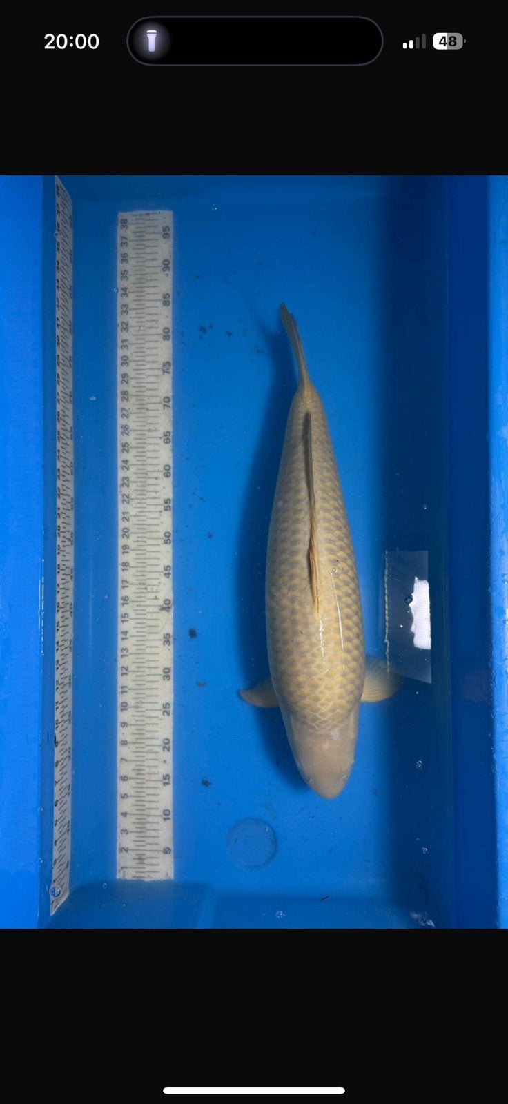 Chagoi, vrouw, +65cm