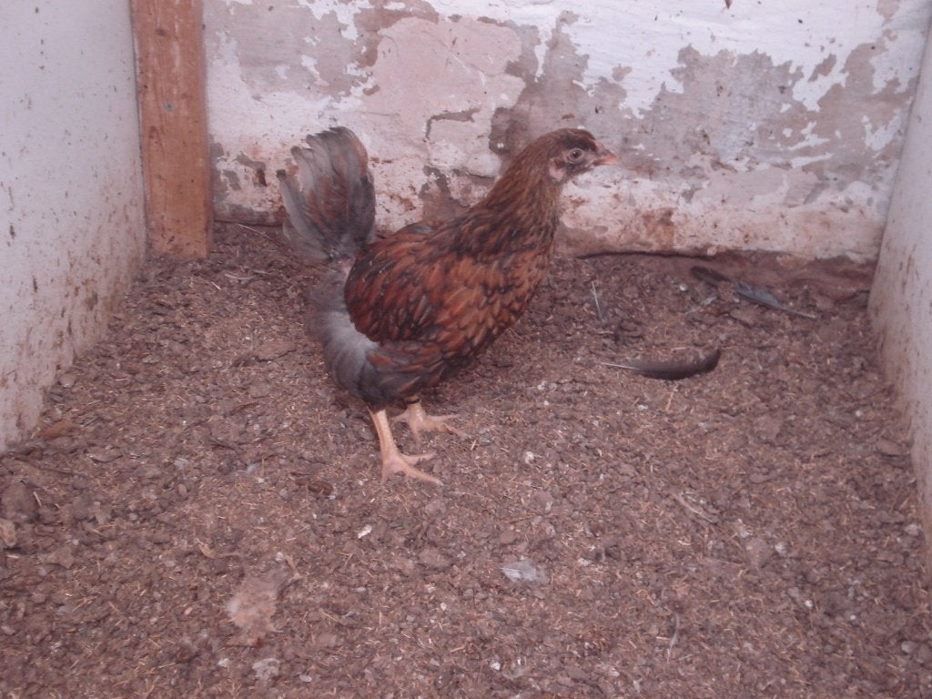 wyandotte hen (goud blauw gezoomd), Animaux & Accessoires, Femelle, Poule ou poulet