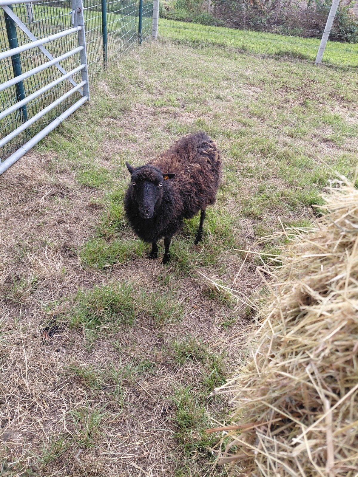 2 quessant ooitjes, Femelle, Mouton