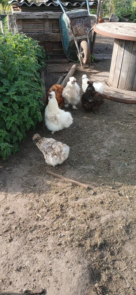 Zijdehoen hanen en hennen te koop, Dieren en Toebehoren, Pluimvee, Mannelijk, Kip