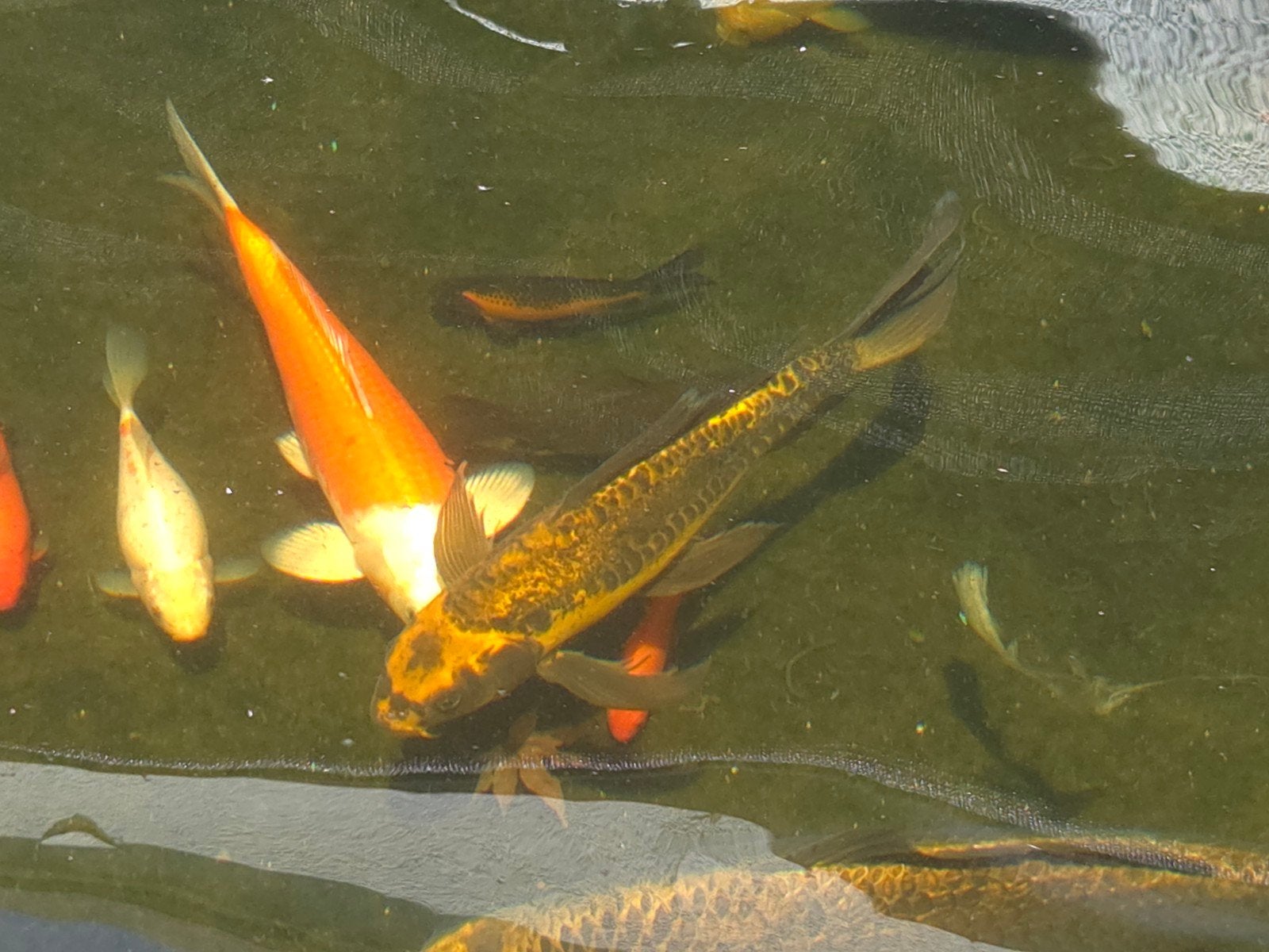 Ghost koi +/-40cm, Verzamelen, Telefoonkaarten, Ophalen